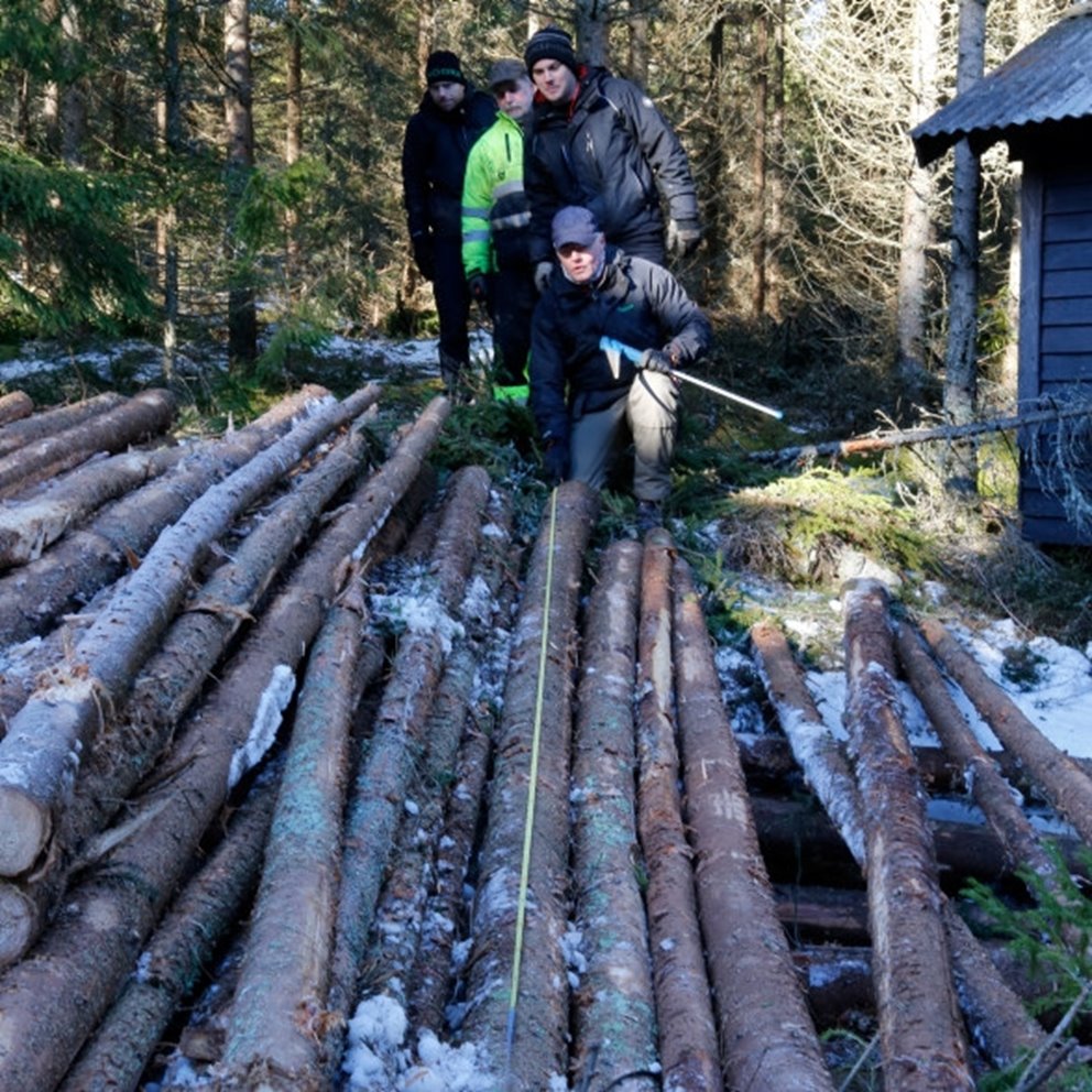 Leveransvirke. Rätt längdmätning är viktigt. Här kontrolleras stockens längd och om den klarar max utbytesförlust. Bilden är tagen i samband med en tillredningsrevision.