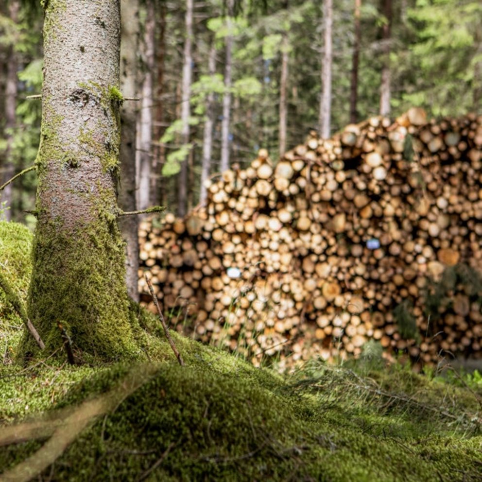 Bilder tagna på två platser i Halland.