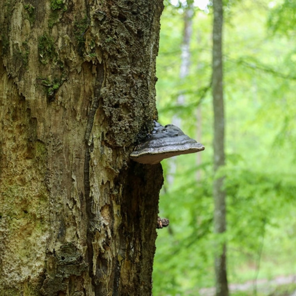 Tree with mushroom