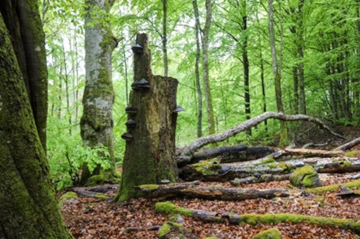 Stubbe med höga naturvärde i bokskog