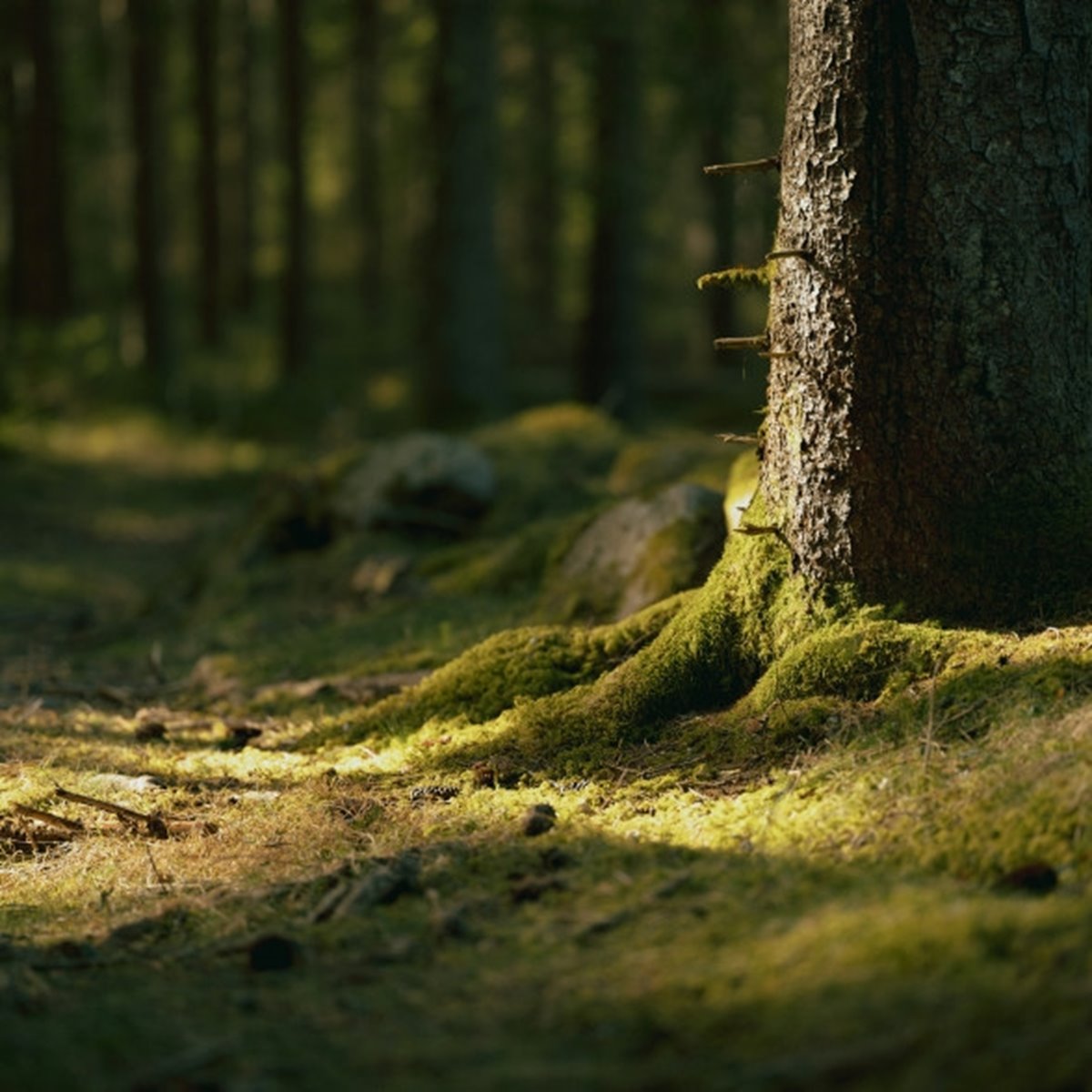 Mossamark och trästam