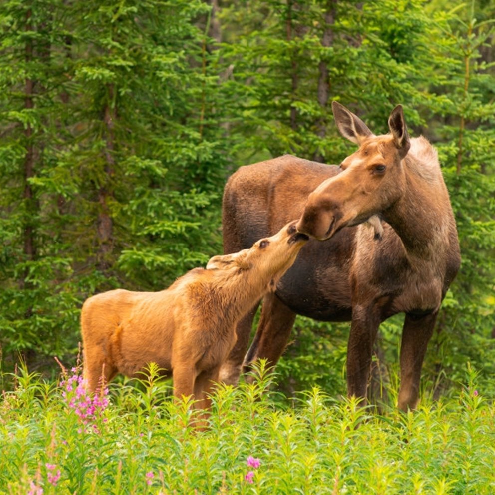 Älgar under sommarsäsong