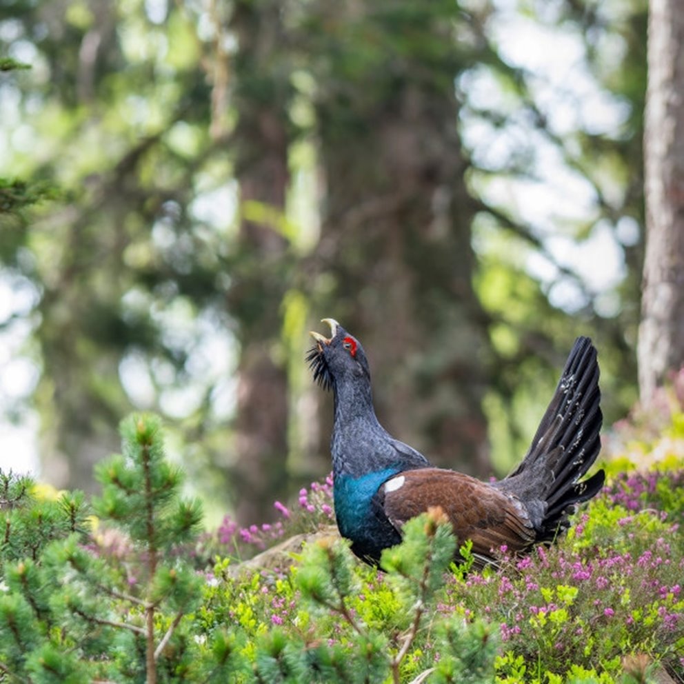 Western capercaillie (Tetrao urogallus) in the forest in Prevalje region, in Slovenia