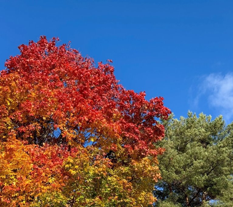 höstfärger på lönn