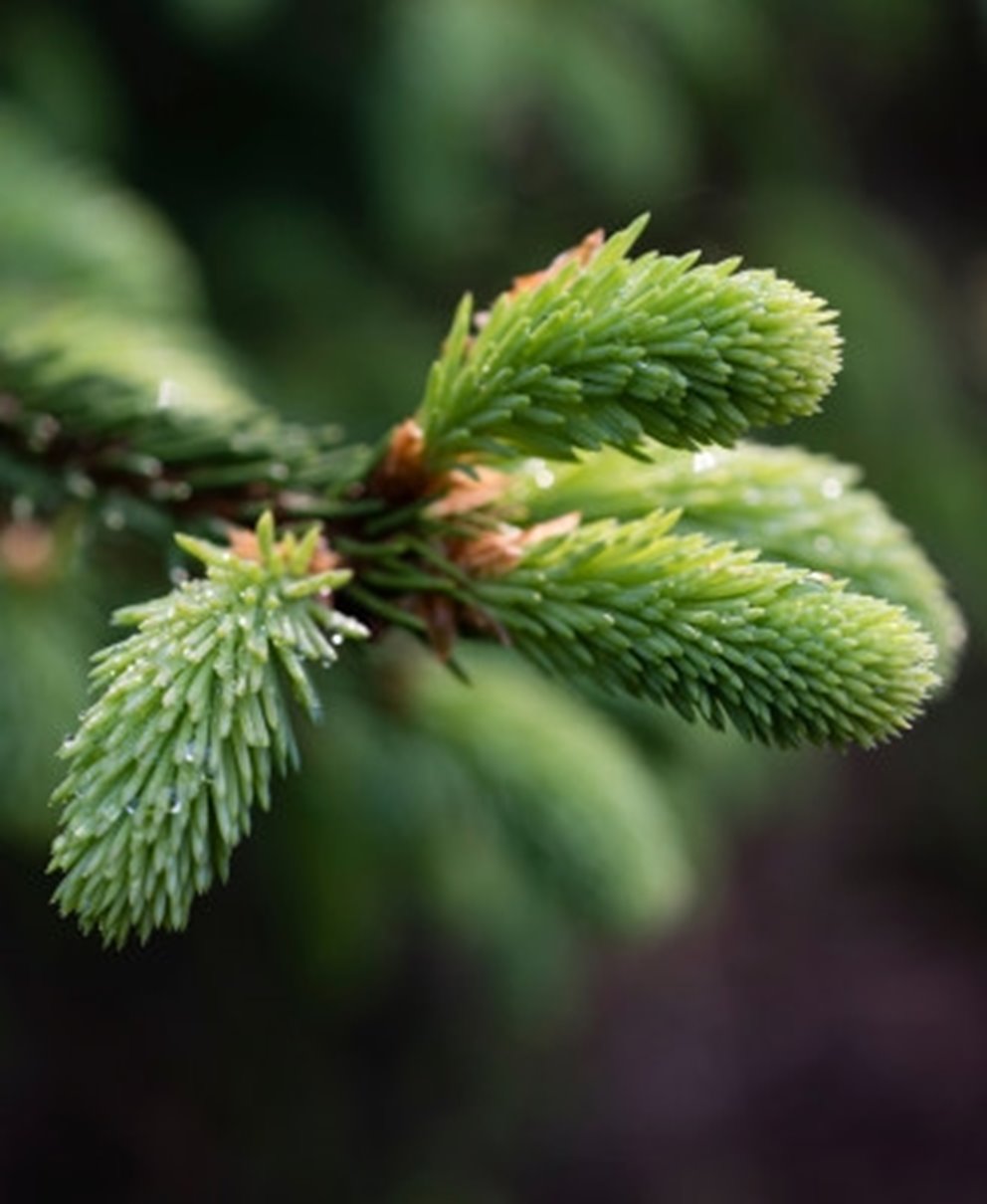 Närbild på granskott