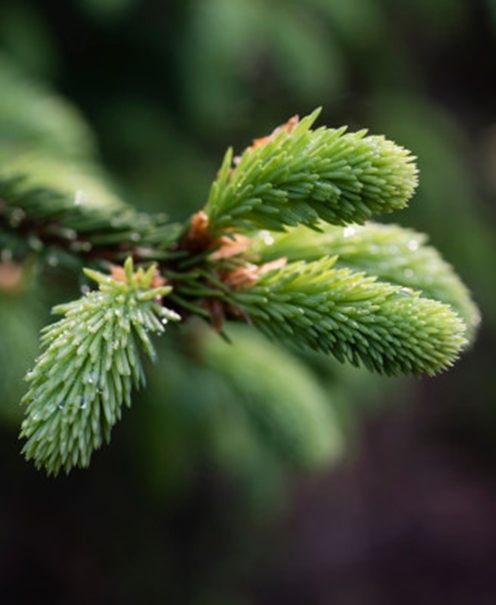 Södra naturbild