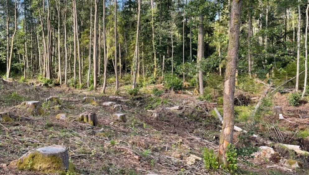 I sumpskogspartier har mycket av granen plockats bort. Detta för att gynna lövträden som annars på sikt blir utkonkurrerade. Cirka 10 procent av den yngre granen har sparats samlat i grupper, för att gynna fågelfaunan.
Katarina och Per Johnsson, medlemmar i Dals Långed.