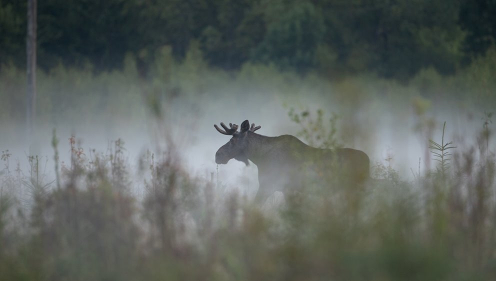 Älg Älgbilder fyra styck från samma serie. Älgbilder fyra styck från samma serie.