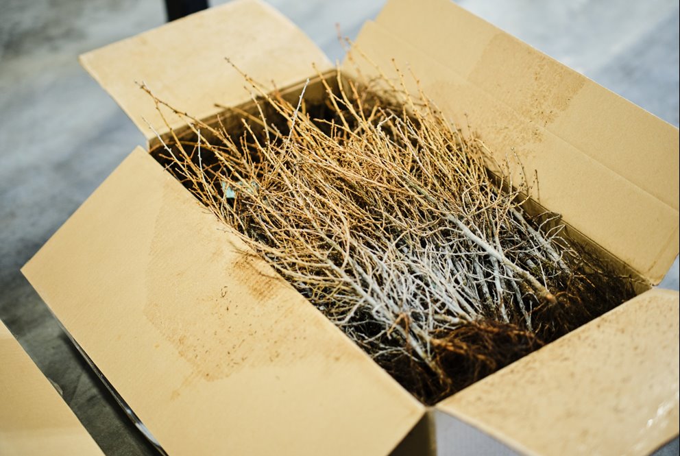 En öppen kartong med kala lärkplantor i.