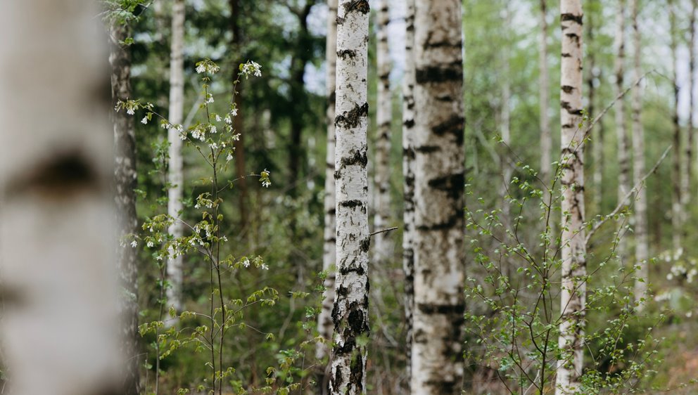 Fina björkstammar.