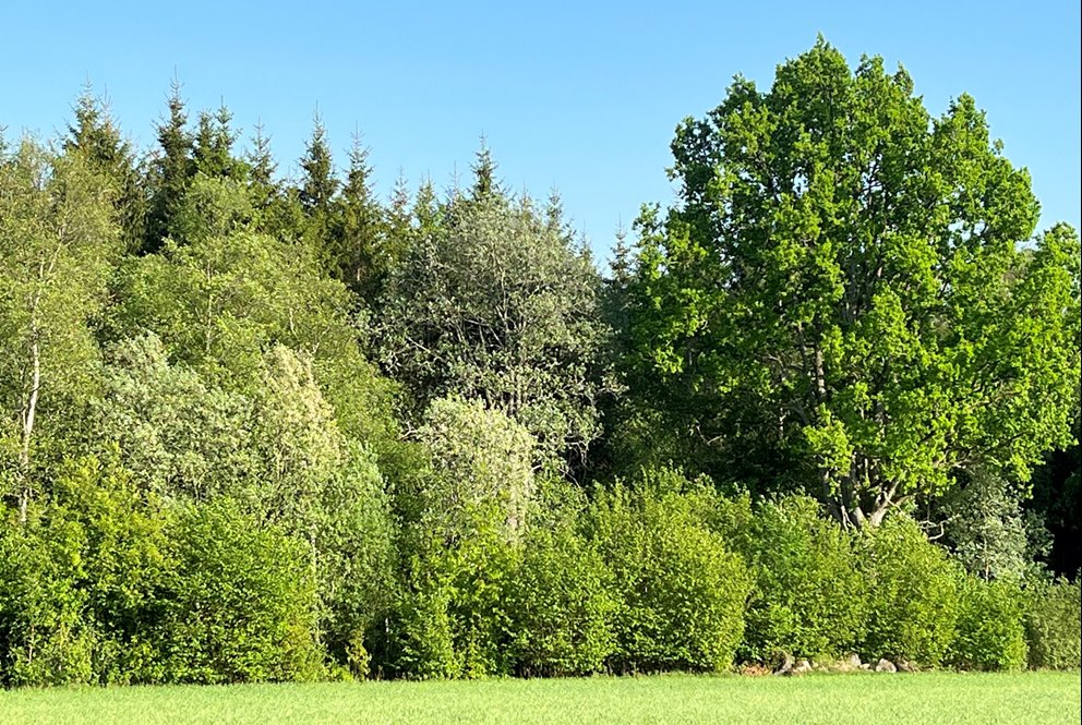 Brynmiljö vid åkerkant