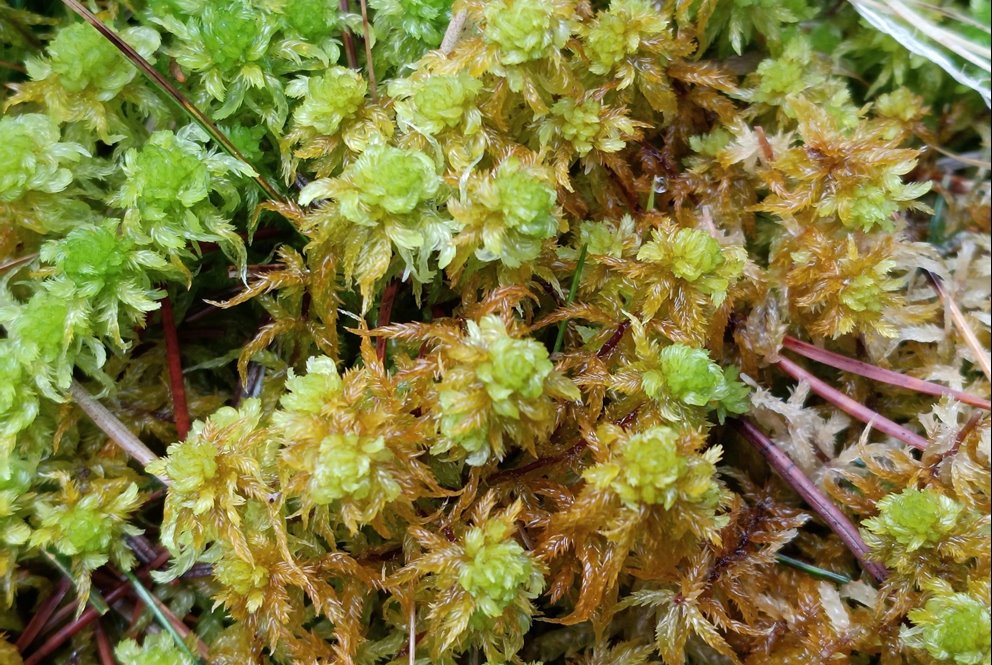 Grodvitmossa