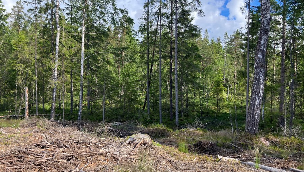 Kantzon mot öppen våtmark
