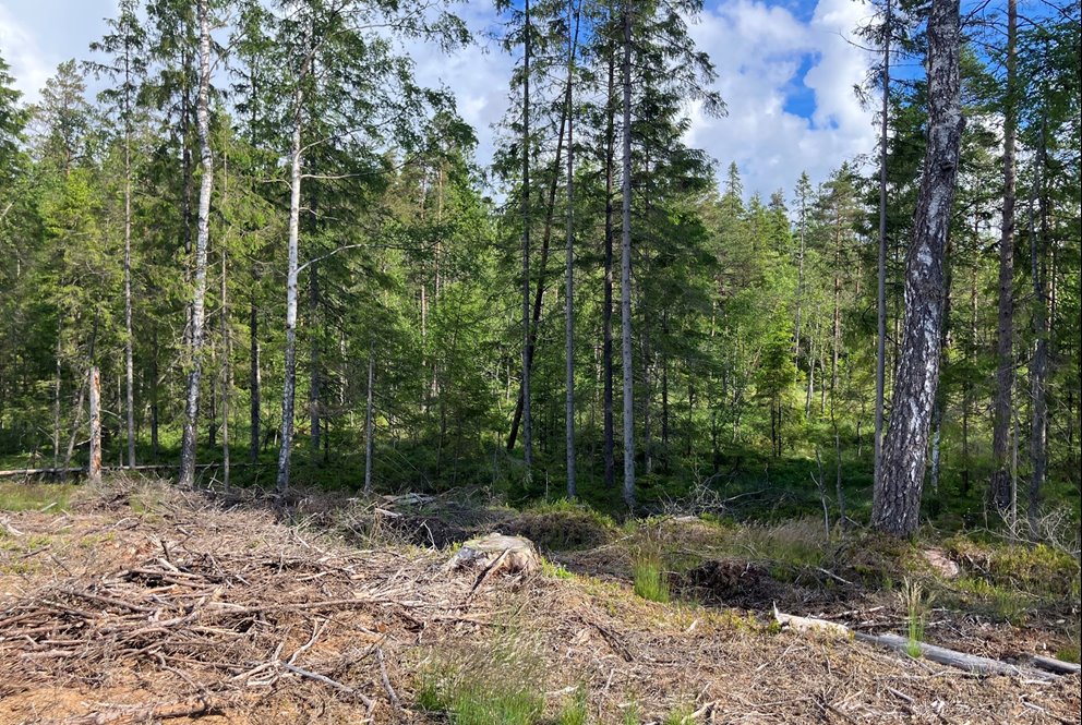 Kantzon mot öppen våtmark