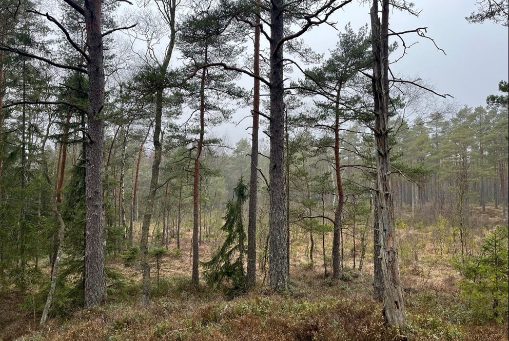 Holme med äldre skog i en myr, lämnas orört från skogsbruksåtgärder.