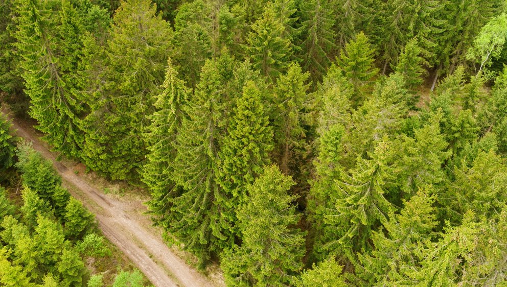 Skog i Småland.
SWEREF99 TM
    6267296.616, 391080.263
