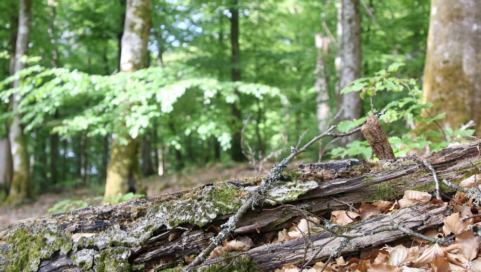 bokskog; lövskog; sommar; död ved; naturvård; hänsyn