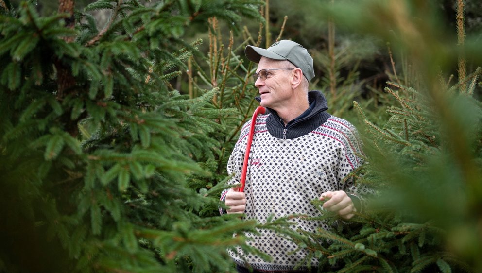 Julgransodling. Södramedlemmen och före detta inspektorn Mats Gustafsson ser sin julgransodling som ett bra komplement till den övriga skogen. Granarna behöver visserligen skötas om varje år, men ger en välkommen årlig inkomst till gården.