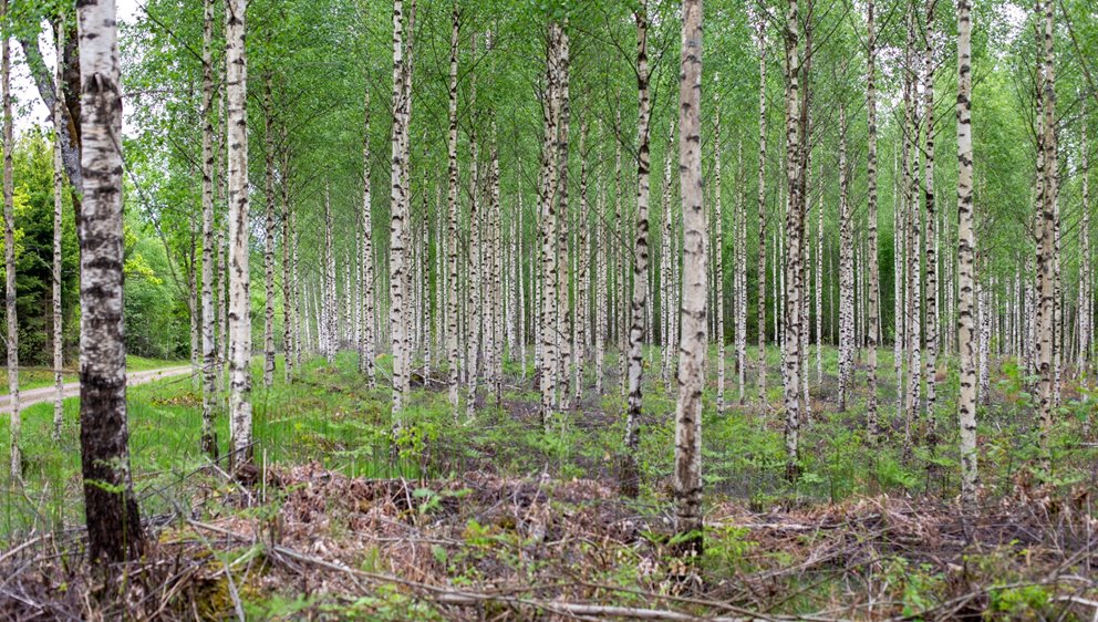 Detaljbilder från skogen