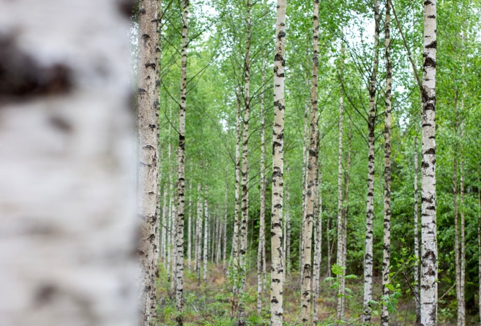 Detaljbilder från skogen