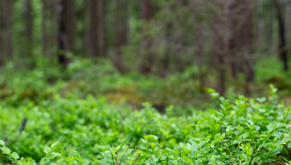 Detaljbilder från skogen