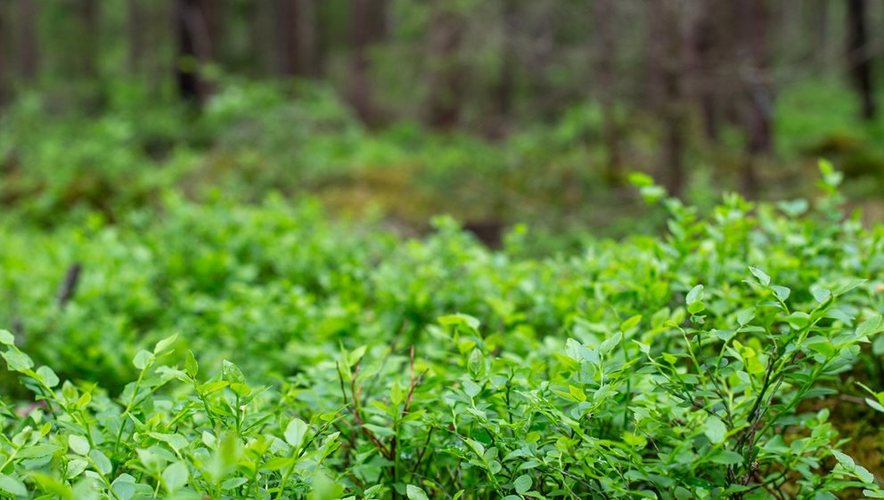 Detaljbilder från skogen