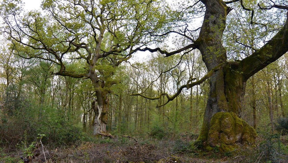 Två äldre ekar som har huggits fram för att de ska få ljus och fortsätta leva länge länge till.