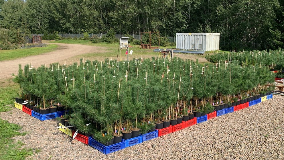 Under de tre somrar som försöken pågick vattnades och gödslades tallplantor två gånger i veckan med tre olika stora doser av kväve – låg, medel och hög – två gånger i veckan. Resultaten visar att de plantor som fått högst dos kväve hade flest tillväxtstörningar. Det var dock inte mer än 11 procent av de plantor som fått högst dos som utvecklade flerstammighet.