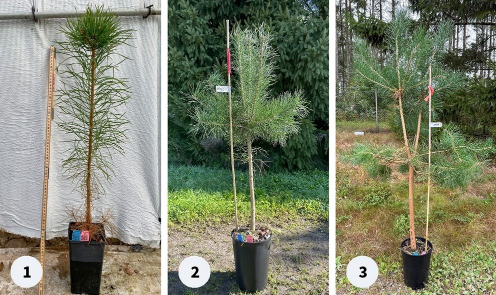 Studien bekräftar de sedan tidigare kända sambanden mellan de tre stadierna av tillväxtstörning-ar: 1. en dubbel skottskjutning (prolepsis) ett år ökade risken för 2. flertoppighet nästa år, vilket i sin tur ökade sannolikheten för 3. flerstammighet året därpå.