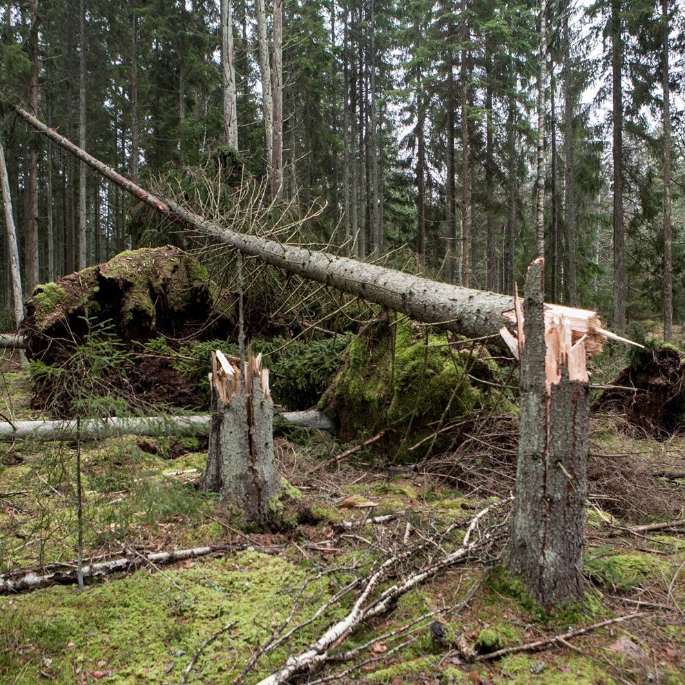 Vindfälle och knäckta träd efter stormen Gorm strax utanför Långasjö i Småland i november 2015. Stormen Gorm
