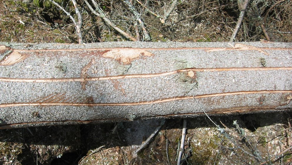 Randbarkad. Hänsyn vid hantering av granbarkborredödad ved.