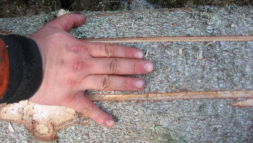 Bredd med hand. Hänsyn vid hantering av granbarkborredödad ved.