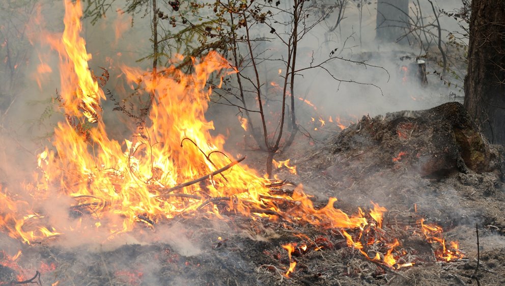 Naturvårdsbränning av skog i Klenemåla