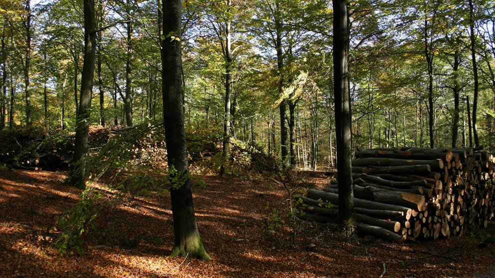 Bokskog nygallrad med virkestravar.