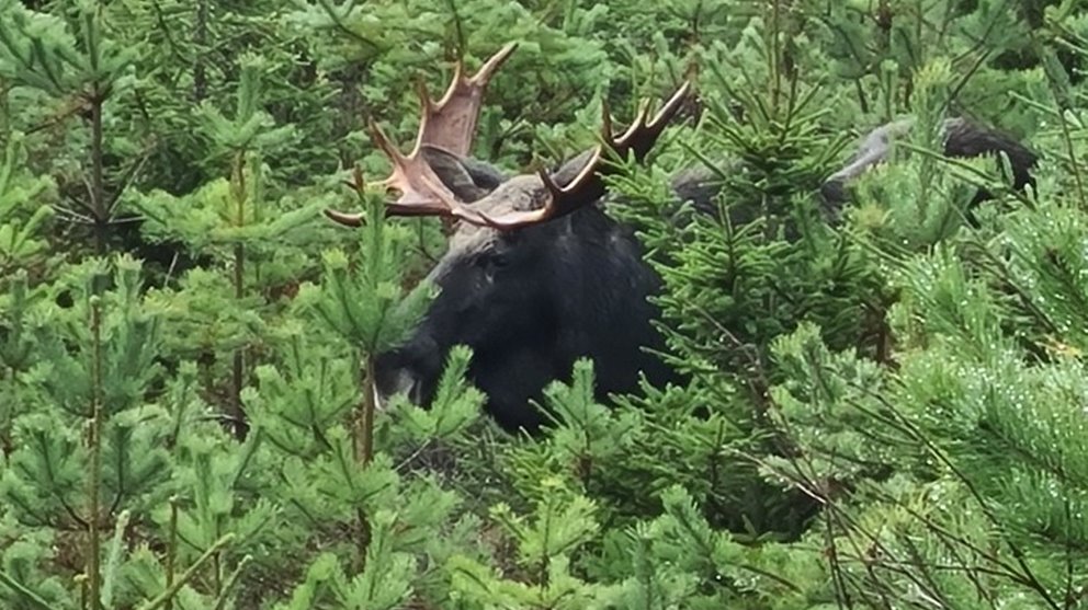 Älgtjur i tallungskog