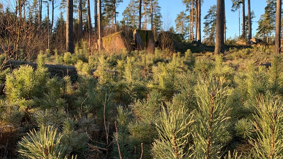 Tallar på hygge. Äldre tallar. Ungtallar.