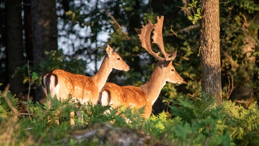 Fototävling skog och vilt