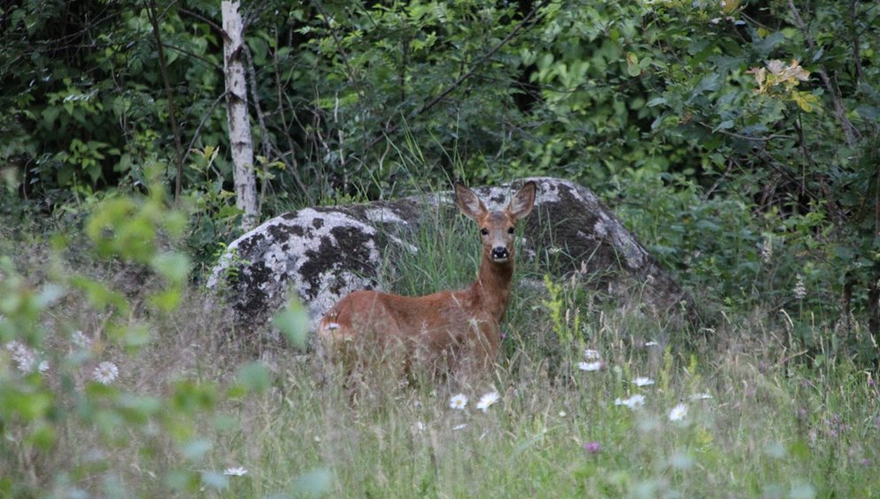 Fototävling skog och vilt