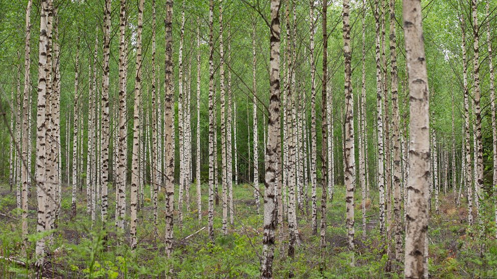 Detaljbilder från skogen