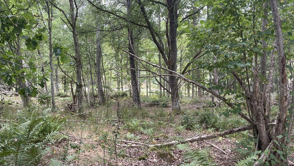 Triviallövskog