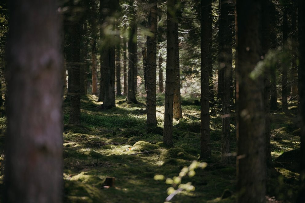 Foto från Nära fotograferingen, Kråkenäs