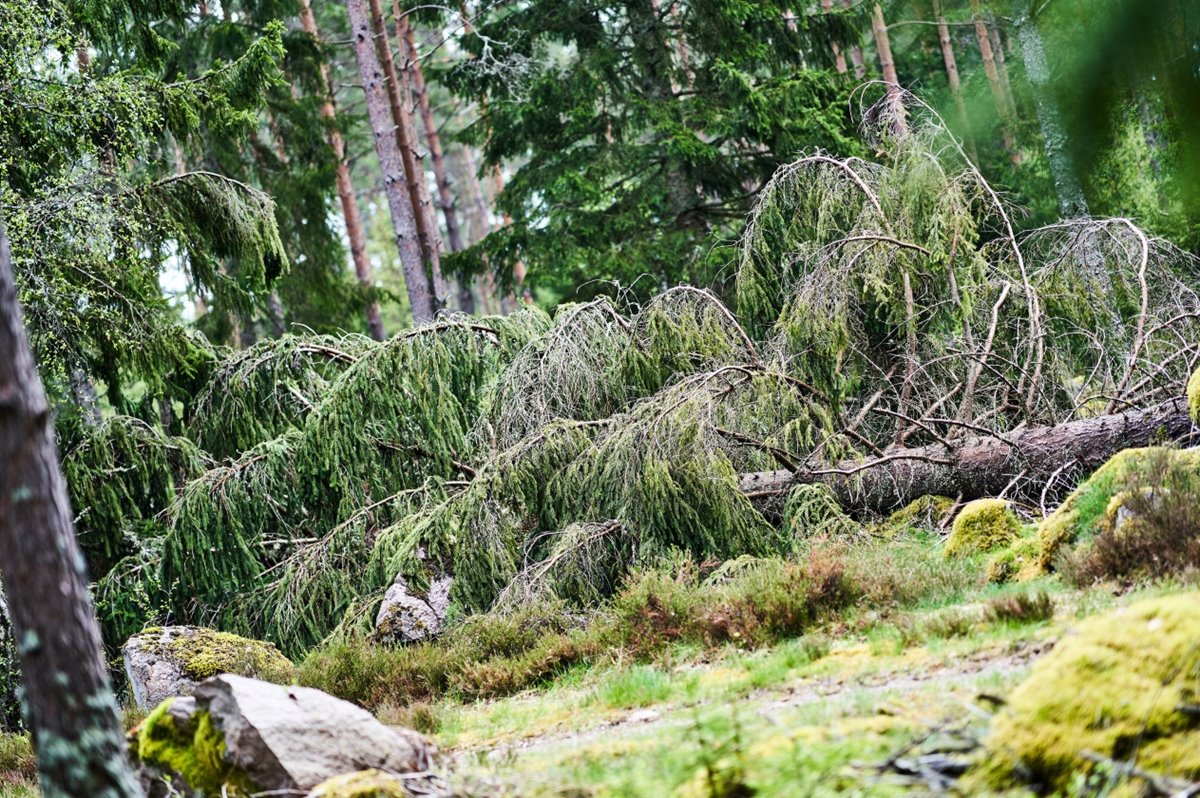 Skogsbilvägar 2021