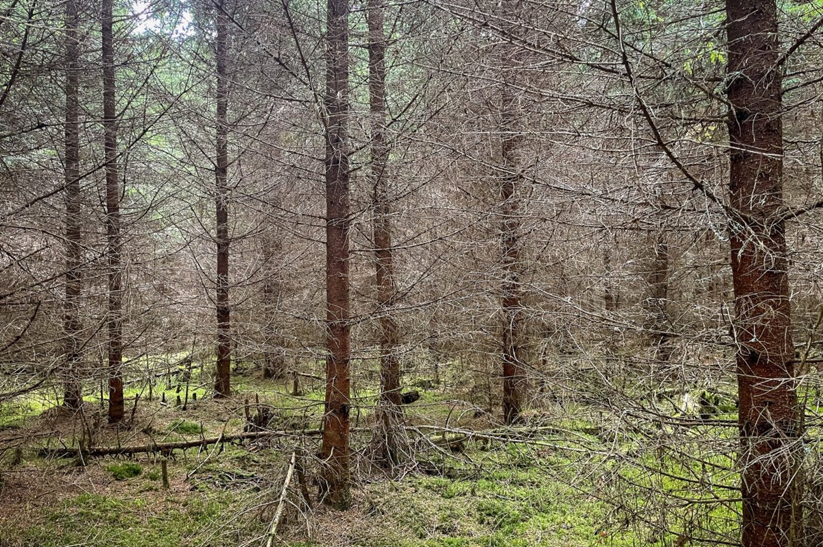 Granskog med gallringsbehov.