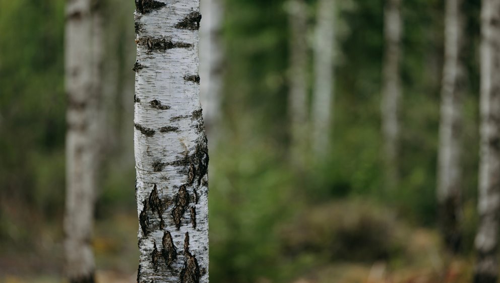 Närbild på björkstam.