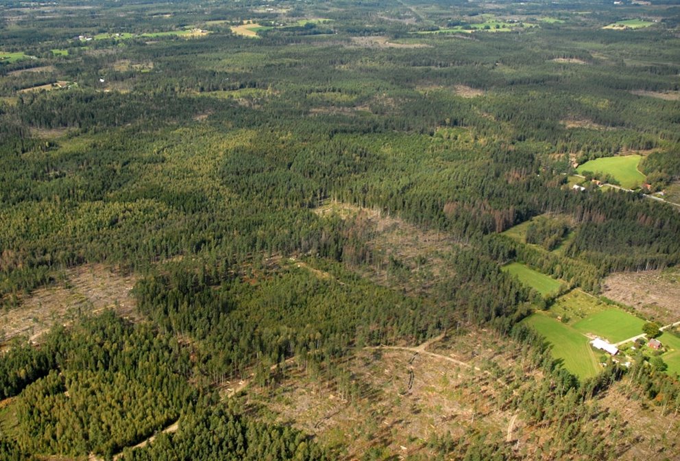 Drönarbild över variationsskogsbruk