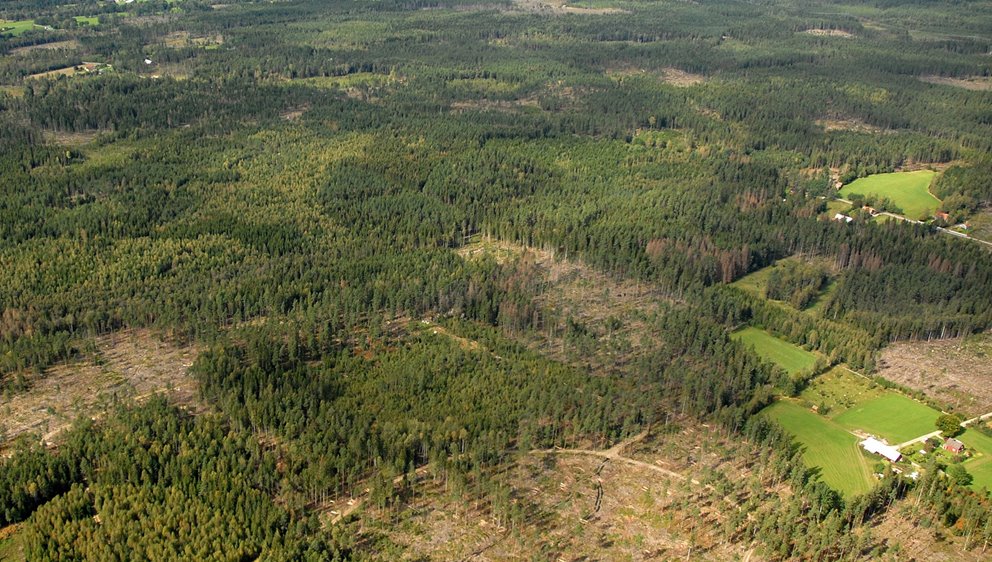 Drönarbild över variationsskogsbruk
